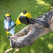 Best Seasonal Cleanup (Spring/Fall)  in Angustura, NM