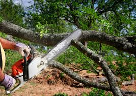 Best Lawn Disease Treatment  in Angustura, NM