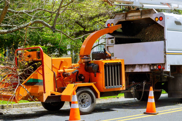 Best Root Management and Removal  in Angustura, NM