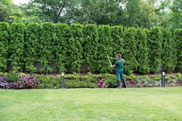 Best Lawn Renovation and Restoration  in Angustura, NM