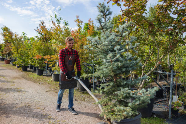 Best Lawn Fertilization  in Angustura, NM