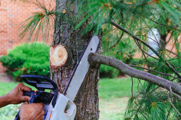 Best Tree Mulching  in Angustura, NM